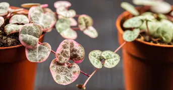 Chain of Hearts Plant Guides.