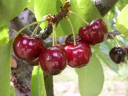 Cherry Tree Care Guide – How to Grow and Maintain Cherry Trees in NZ.