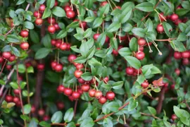 How To Grow Chilean Guava Successfully In NZ.