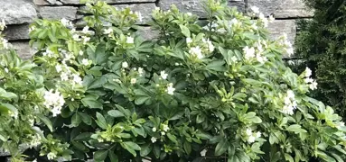 Choisya ternata Care Guide for New Zealand Gardens.