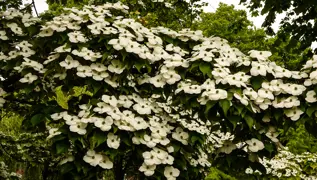 Cornus (Dogwood) Trees – Growing and Care Guide.