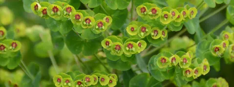 Euphorbia Care Guide: How to Grow and Maintain Euphorbia Plants.