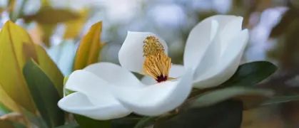 Evergreen Magnolia Care and Growing Guide for New Zealand.