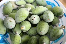Best Feijoa Tree Varieties For New Zealand Gardens.