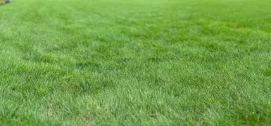 How to Grow and Maintain a Fine Fescue Lawn in New Zealand.
