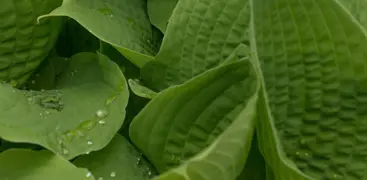 Foliage Plants: Growing and Care Guide for Leafy Plants in NZ.