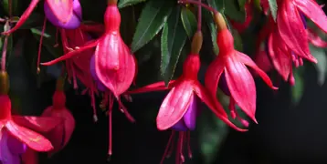 Fuchsia Care and Growing Guide for New Zealand Gardens.