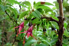 Fuchsia Excorticata (Tree Fuchsia) Information.