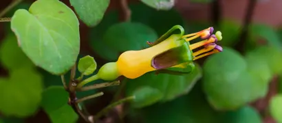 Fuchsia procumbens Growing Guide.