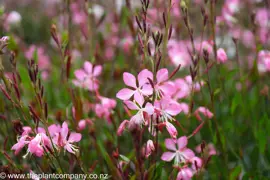 Gaura Plant Care Guide for NZ.