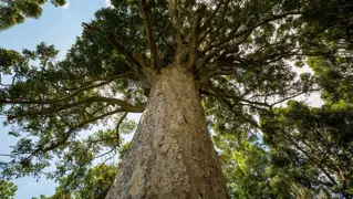 Growing Kauri Trees Successfully in New Zealand.