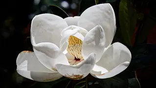 Growing Little Gem Magnolia in NZ: Care and Planting Tips.