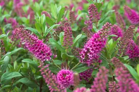 Hebe Plant Care Guide – Growing Hebes Successfully In NZ.