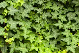 English Ivy Plant (Hedera species) Information .
