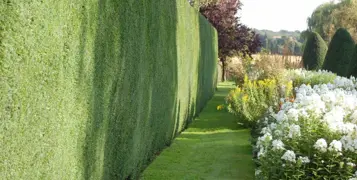 Hedges and Hedge Plants NZ.