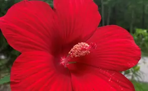 Guides For Beautiful Hibiscus Plants.