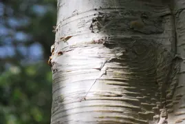 Himalayan Birch Growing Guide For NZ.