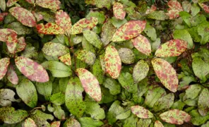 Horopito: New Zealand’s Pepper Tree Guide.