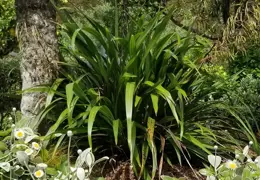 How To Grow Flax (Phormium) In New Zealand – Care & Tips.
