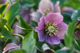 How to Grow and Care for Hellebores in New Zealand.