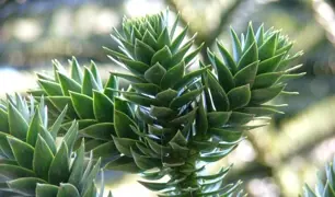 Growing Monkey Puzzle Trees In New Zealand.