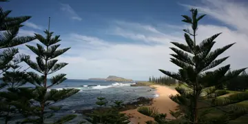 Growing Norfolk Pine Trees Successfully in New Zealand.