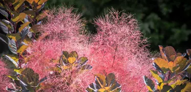 How to Grow Smoke Trees & Bushes in New Zealand.