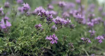 How To Grow Thymus (Thyme) Successfully In NZ Gardens.