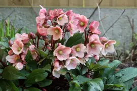 How To Grow Winter Roses In NZ: Care Tips Best Varieties.