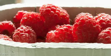 How To Prune Raspberry Bushes In New Zealand.