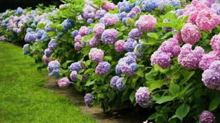 Hydrangea Guides For Care, Pruning Advice, & More!