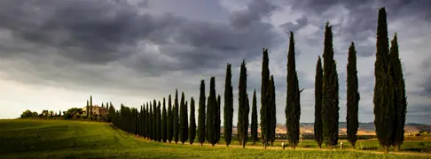 Italian Cypress Care and Growing Guide for New Zealand Gardens.