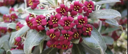 Karo (Pittosporum crassifolium) – Growing and Care Guide.