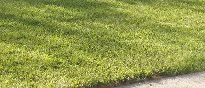 Kikuyu Grass: A Comprehensive Guide for New Zealand Lawns.