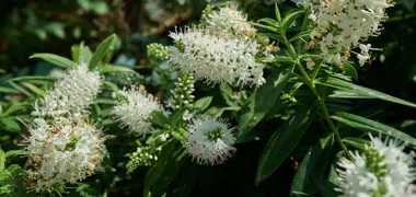 Growing Koromiko Successfully in New Zealand.