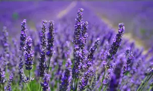 Lavender Plant Information & Advice.