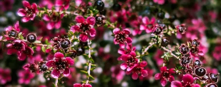 Leptospermum Care and Growing Guide for New Zealand Gardens.