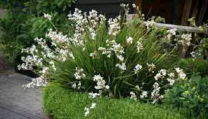 Libertia Plant Care Guide: Growing and Maintaining Libertia in NZ.