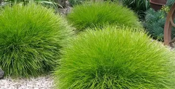 How To Grow And Care For Lomandra Grass In New Zealand.