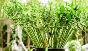 Indoor Plant Guide For Lucky Bamboo.