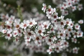 Manuka Plant Care Guide for New Zealand.