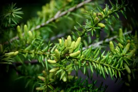 Matai Trees – How To Grow And Care For Them.