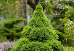 Tips for Successfully Growing Mini Christmas Trees.