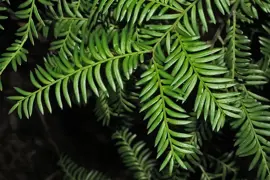 Miro Trees Guides.
