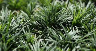 Mondo Grass – Growing and Care Guide for New Zealand Gardens.