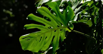 Monstera deliciosa Care Guide: Growing the Swiss Cheese Plant Indoors.