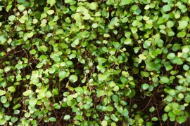Muehlenbeckia Guides & Information.