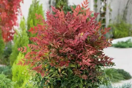 Nandina Plant Information.