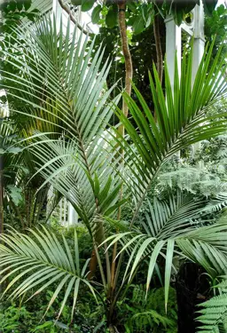 Nikau Palm Information & Advice.