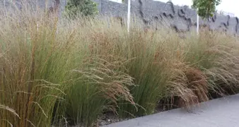 Growing Oioi Plants Successfully in New Zealand.